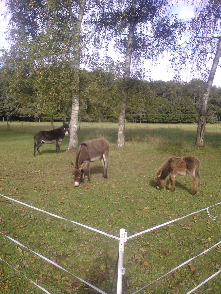 2 Eselstuten, 1 Hengstfohlen - Nutztiere - Wildberg