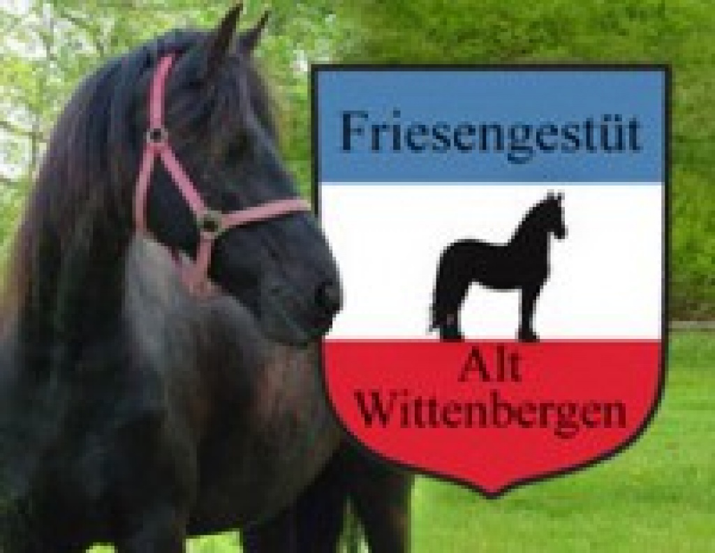 Friesengestüt Alt Wittenbergen - Pferde - Wittenbergen