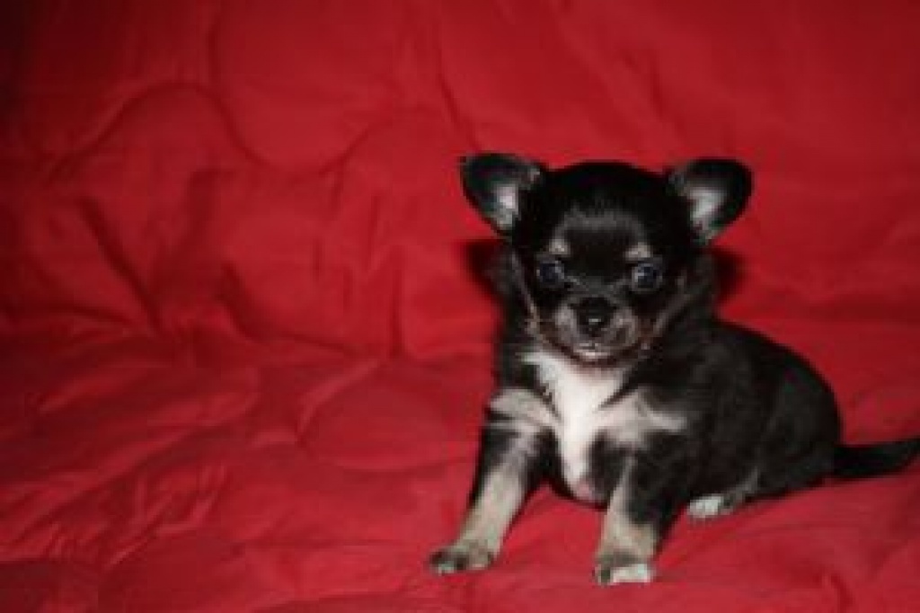 Zauberhafte Chihuahuawelpen mit Stammbaum - Hunde - Küssaberg