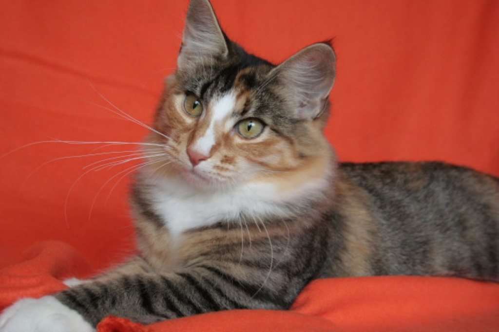 Norwegische Waldkatzenkinder suchen neues Zuhause - Katzen - Dollern