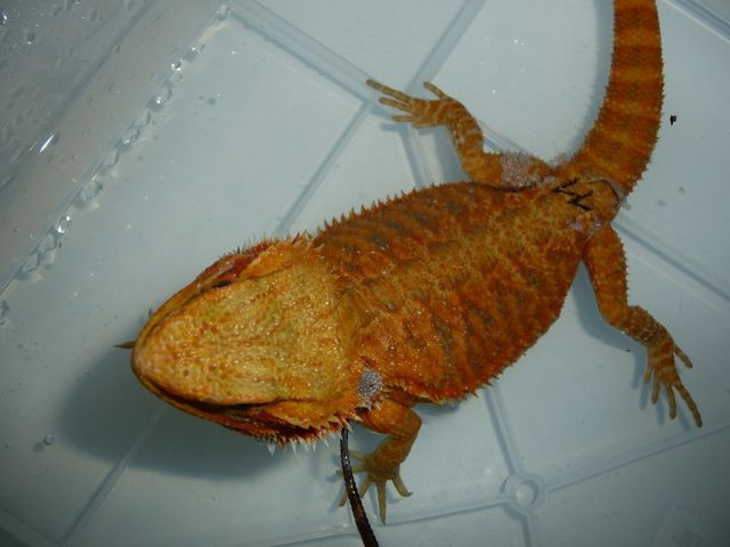 Mega schöne Bartagamen - Reptilien - Offenau