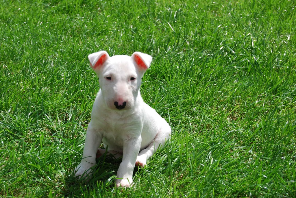 WURFANKÜNDIGUG - Hunde - Schwabach