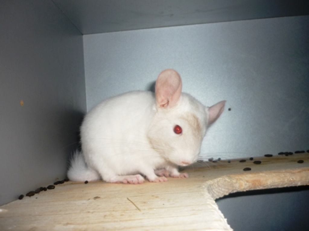 2 Chinchilla-Böcke suchen neue Familie - Nagetiere - Velbert