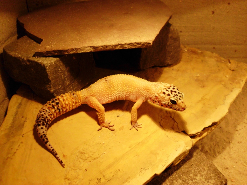 Eublepharis macularius - Leopardgeckos abzugeben - Reptilien - Bissendorf