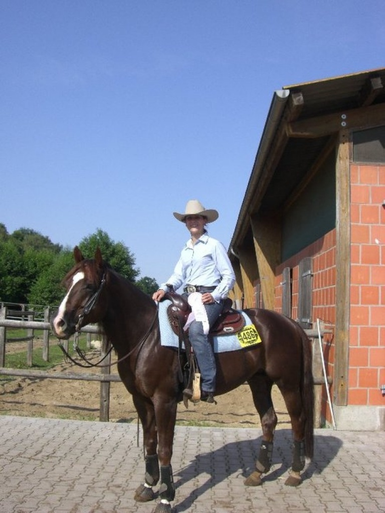 Top Allrounder Ready To Show, 6-jähriger Paint Horse Hengst - Pferde - Hamburg