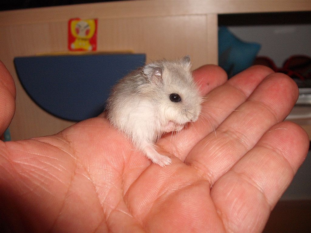 Junge Dsungarische Zwerghamster Hamster - Nagetiere - Nürnberg