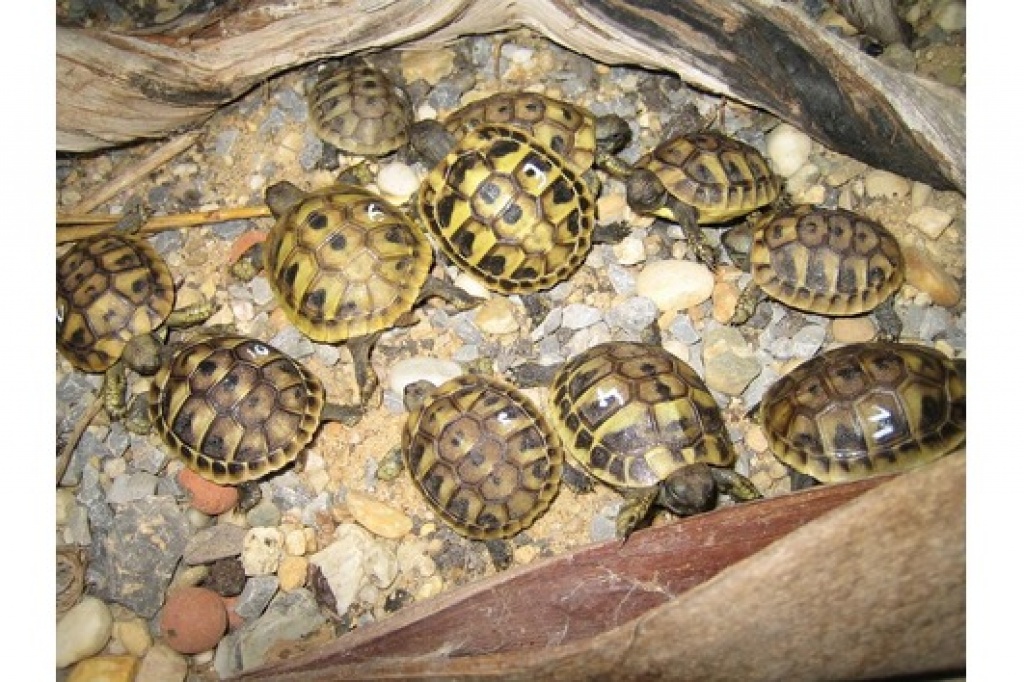 Landschildkröten Zu Verkaufen! - Reptilien - wien