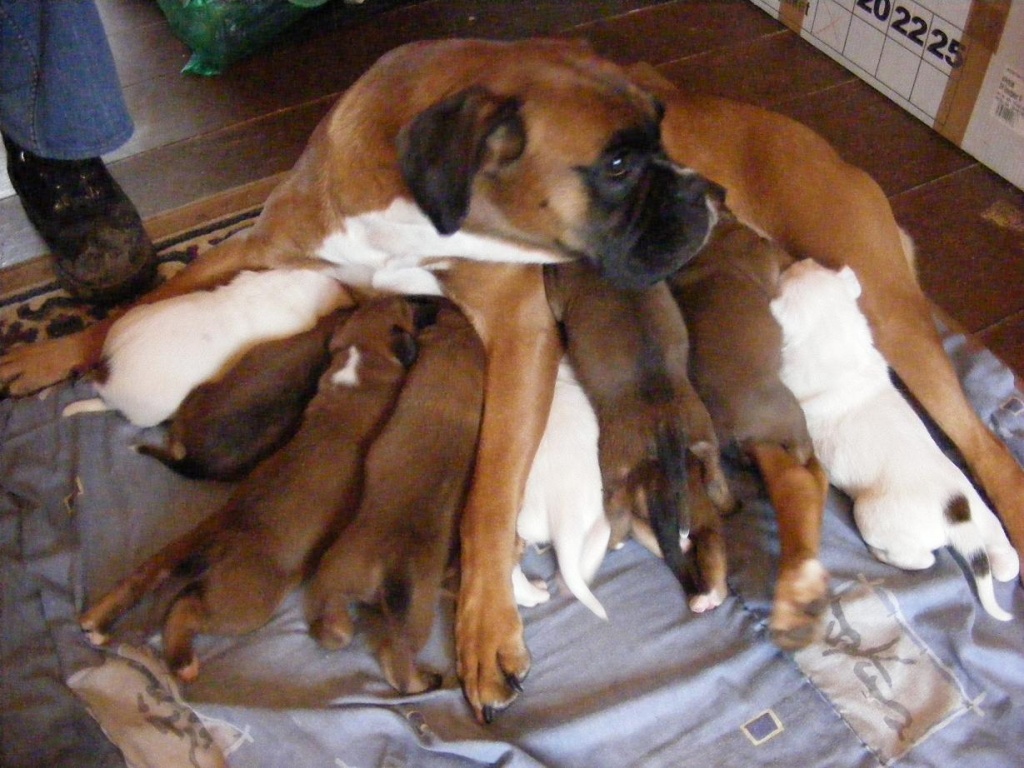 Boxerwelpen zu verkaufen, weiss und braun - Hunde - Klein Wanzleben