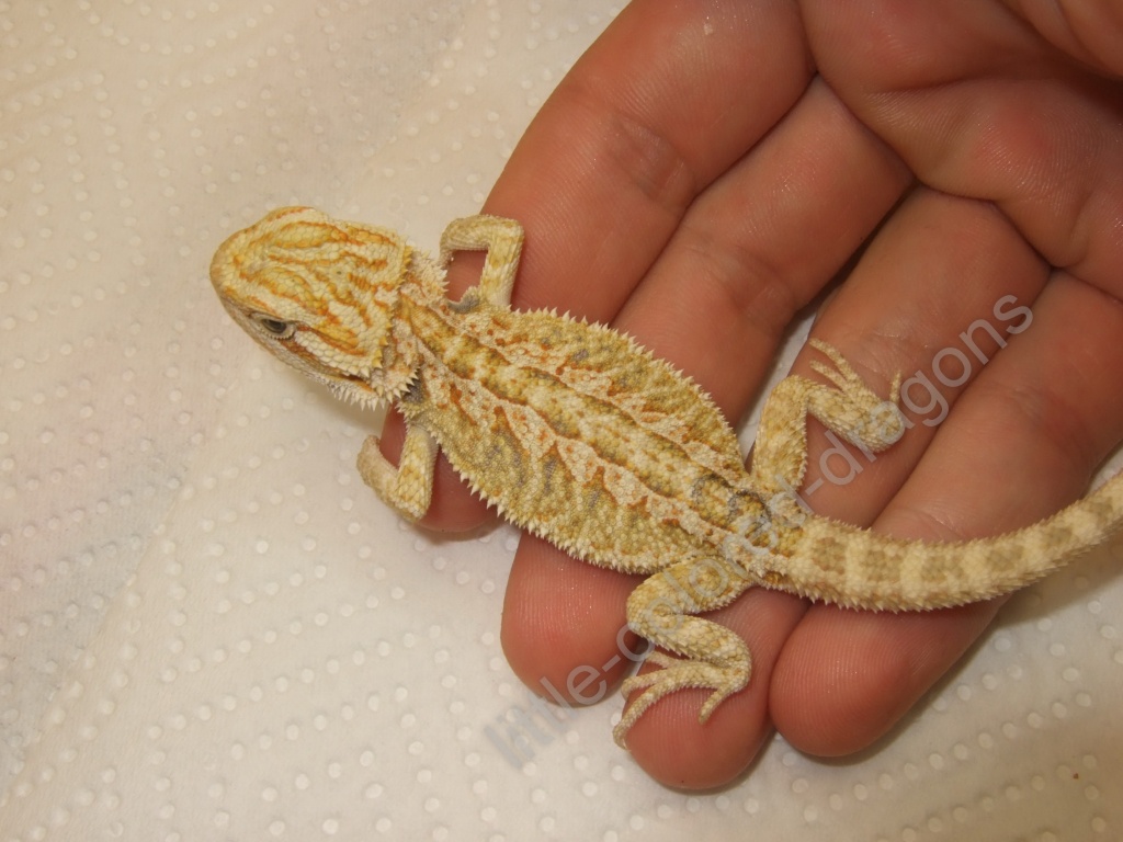 Bartagame - Sandfire Hypopastell NZ abzugeben - Reptilien - Dresden