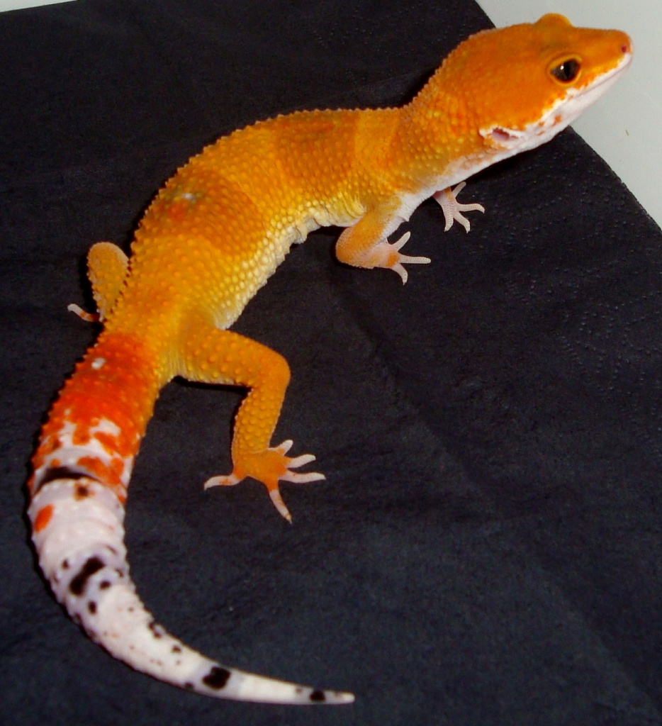 Leopardgeckos verschiedene Farbformen zu Verkaufen - Reptilien - Bad Salzungen