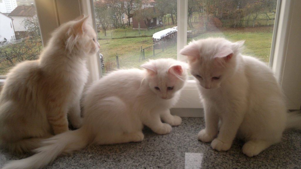 Verkaufe reinrassige Norwegegische Waldkatzen Kitten - Katzen - Cham