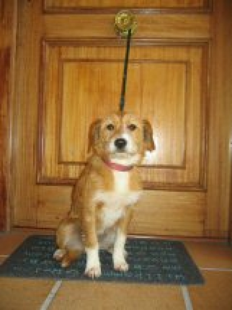 Superniedliche, liebe, kleine Mischlingshündin sucht neues Zuhause! (Fundtier) - Hunde - Alcobendas-Madrid