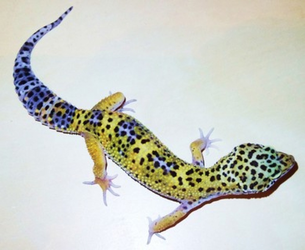 Schöne Leopardgeckos in Raum Frankfurt abzugeben. - Reptilien - Frankfurt am Main