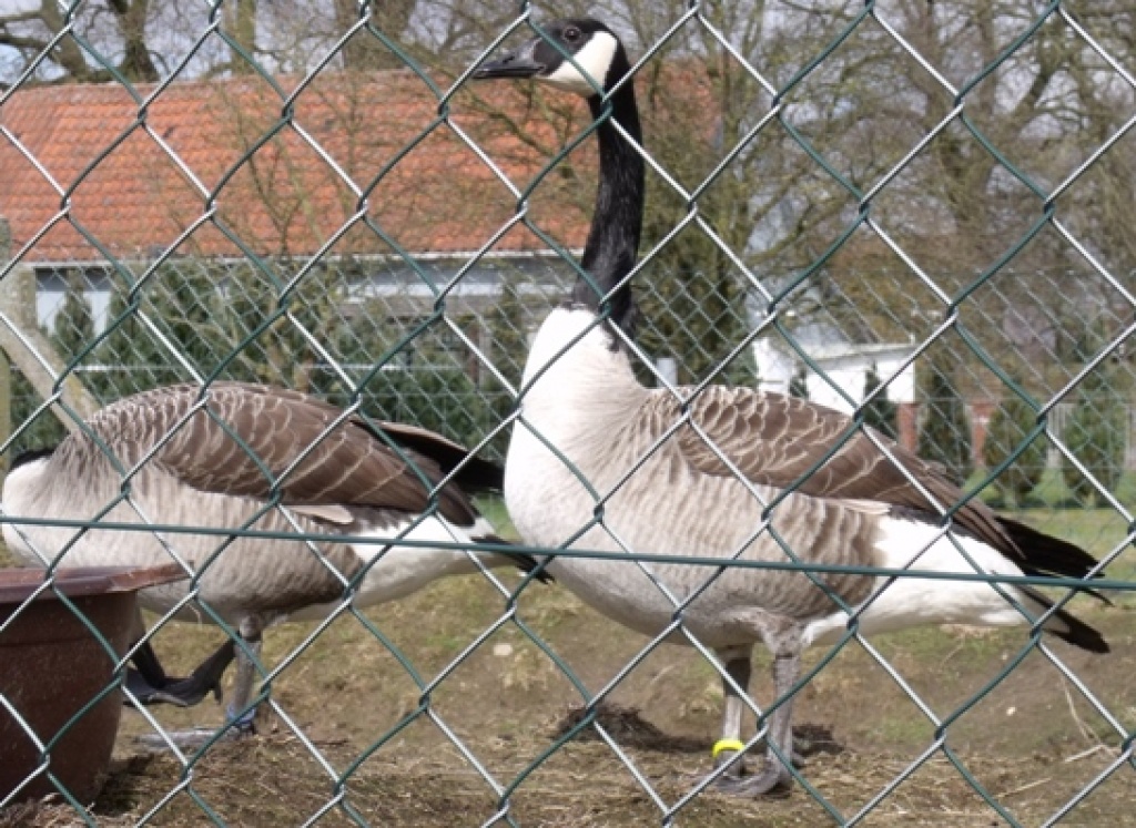 Branta c. canadensis - Kanadagans Kanadagänse - Voegel - Twistringen