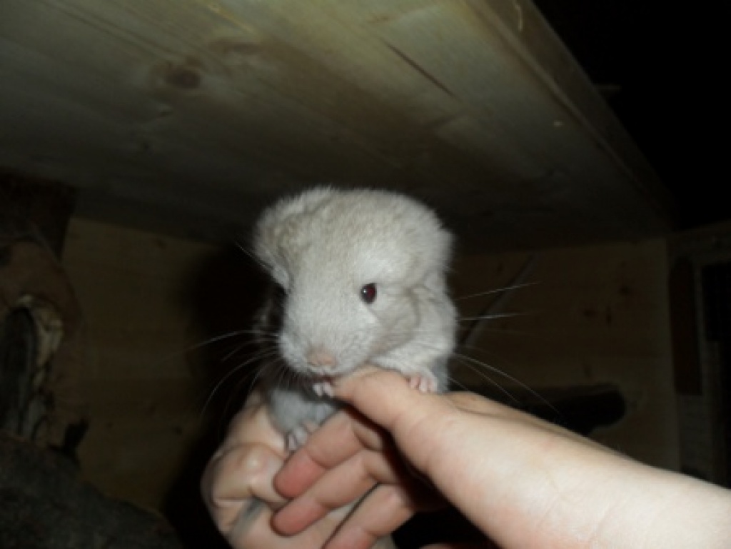 Chinchillas ab 20 Euro - Nagetiere - Eichendorf