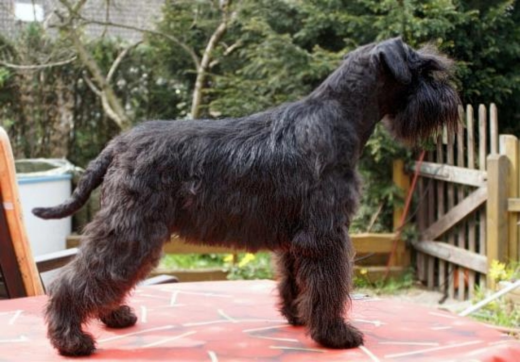 Zwergschnauzerzwinger von den Kuschelzwergen - Hunde - Berlin