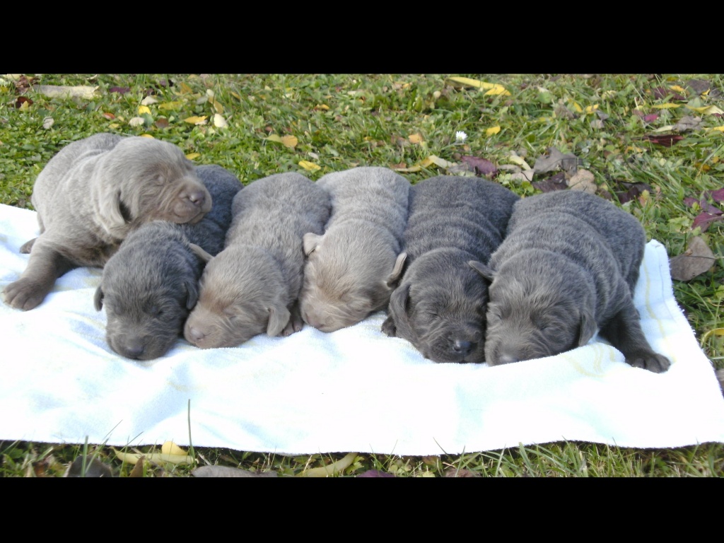 Süße silverne und charcoale Labradorwelpen abzugeben - Hunde - Moos