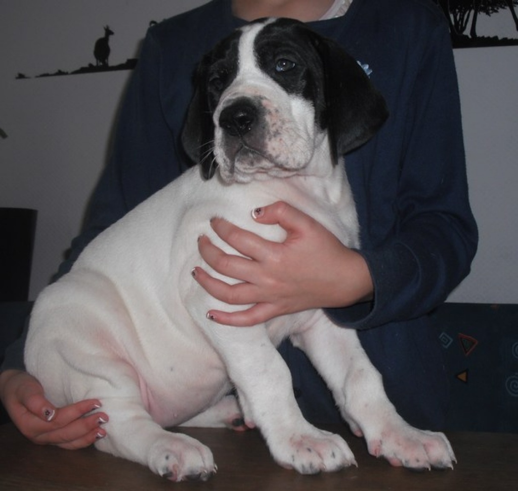 Deutsche Doggenwelpen - Hunde - Ellingshausen