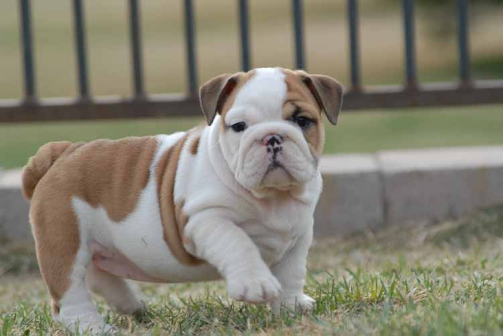 Englische Bulldoggen Welpen - Hunde - Hannover