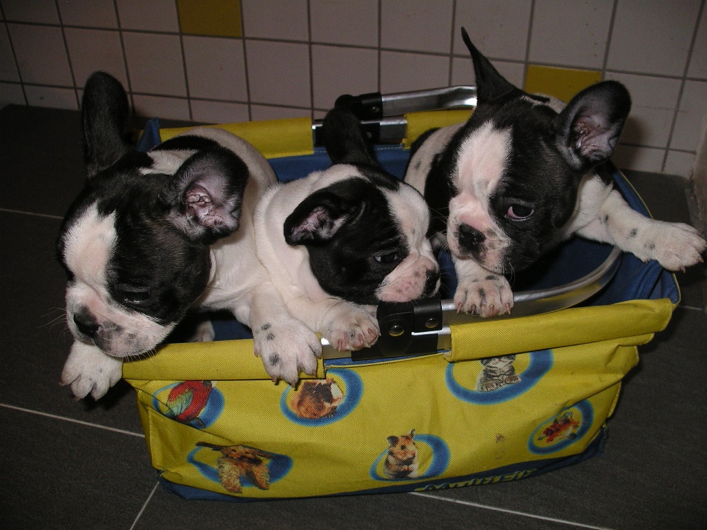 Französische Bulldoggen Welpen - Hunde - Drackenstedt