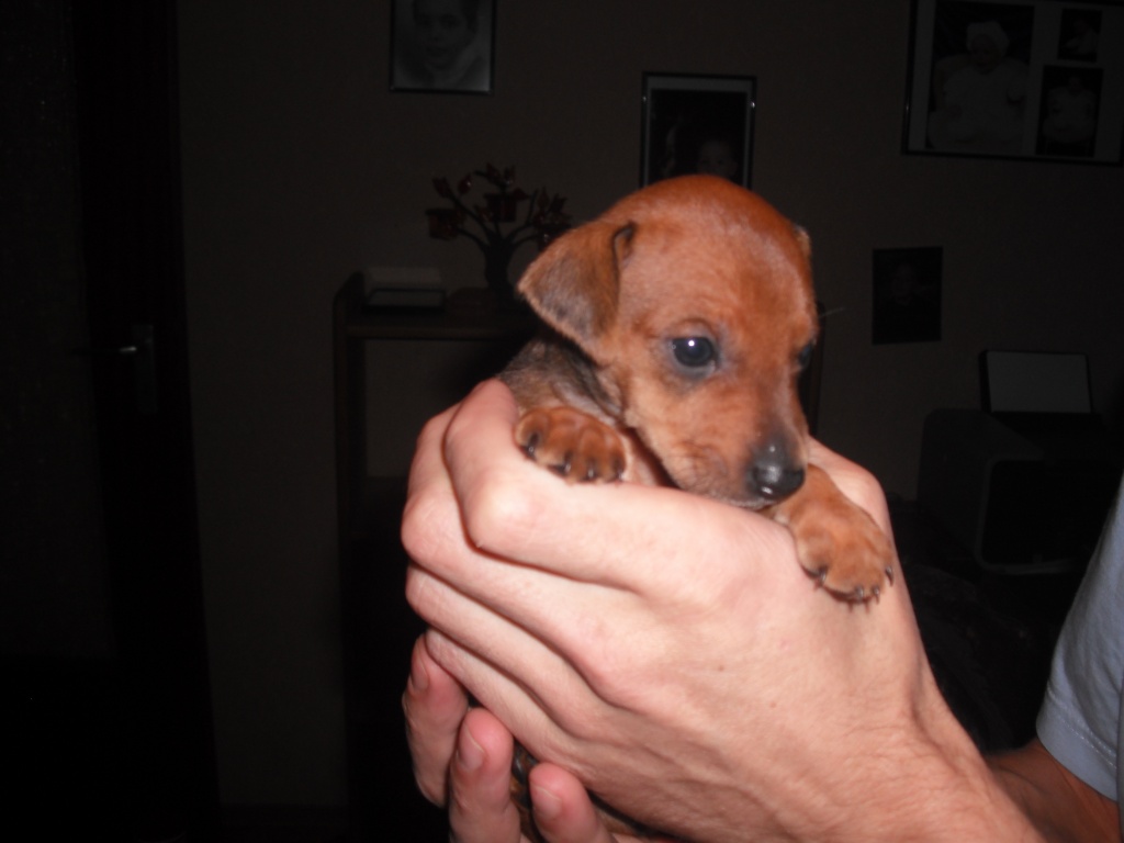 Zwergpinscher Welpen - Hunde - Esslingen am Neckar