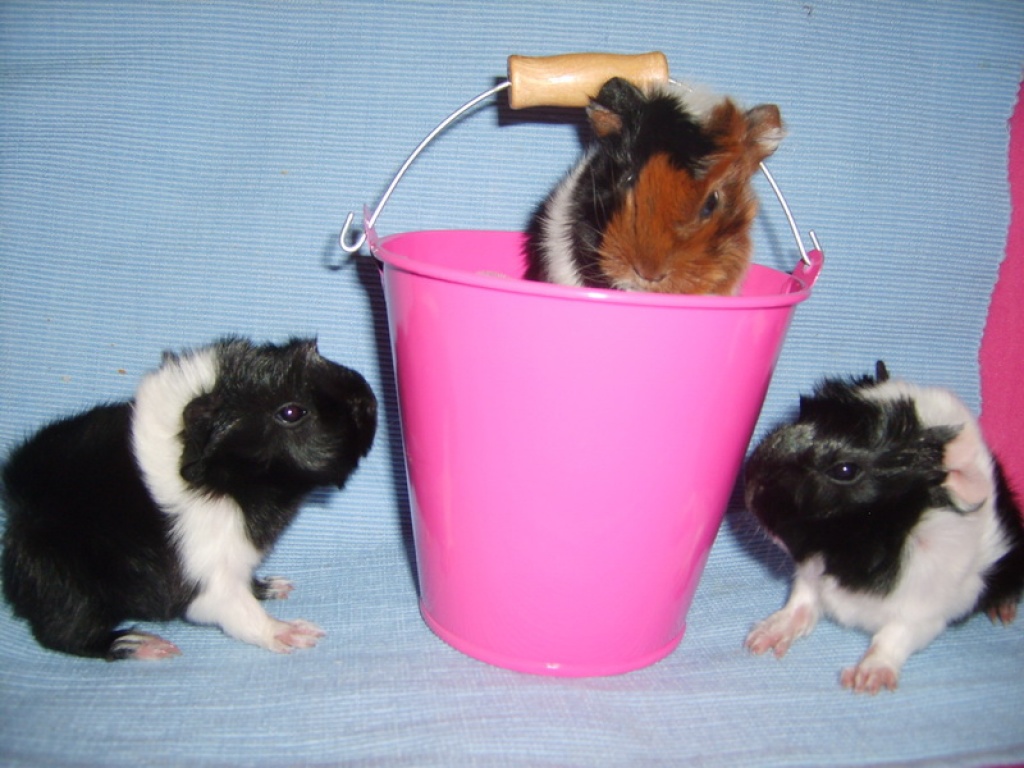 *** Wunderschöne Peruaner Meerschweinchen Babys *** - Nagetiere - Nußdorf am Inn