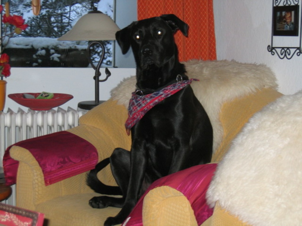 Ich bin Rudi ..... das Powerpaket - Hunde - Winterberg