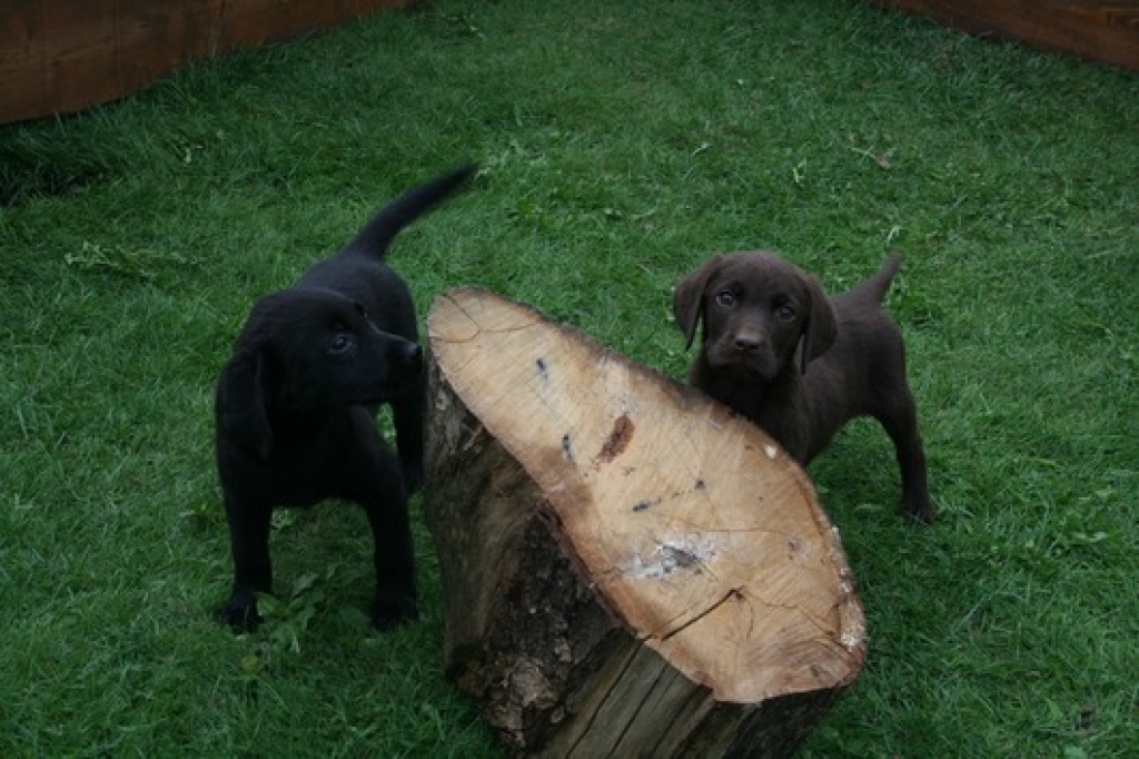 Wunderschöne Labrador Welpen abzugeben!!! - Hunde - Celle