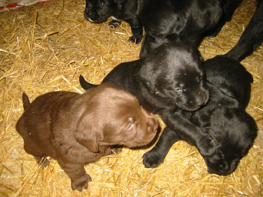 6 Labradorwelpen ab 23/24 Dezember 2021 abzugeben - Hunde - Hart im Zillertal