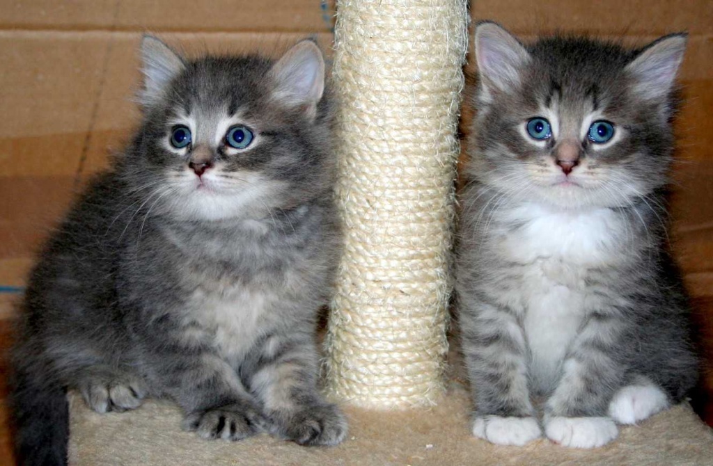 Reinrassige Sibirische Katzenbabys - Katzen - Bad Kreuznach