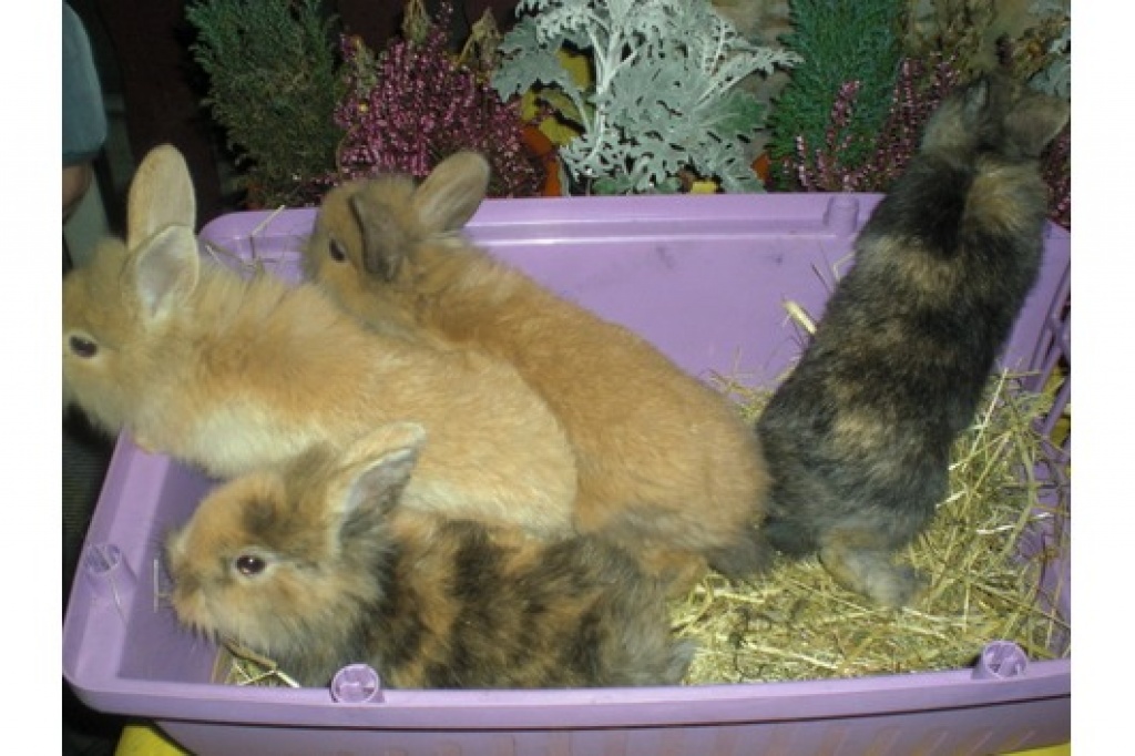 8 süße,handzahme Kaninchenbabys suchen ein Zuhause !!! - Nagetiere - Mannheim