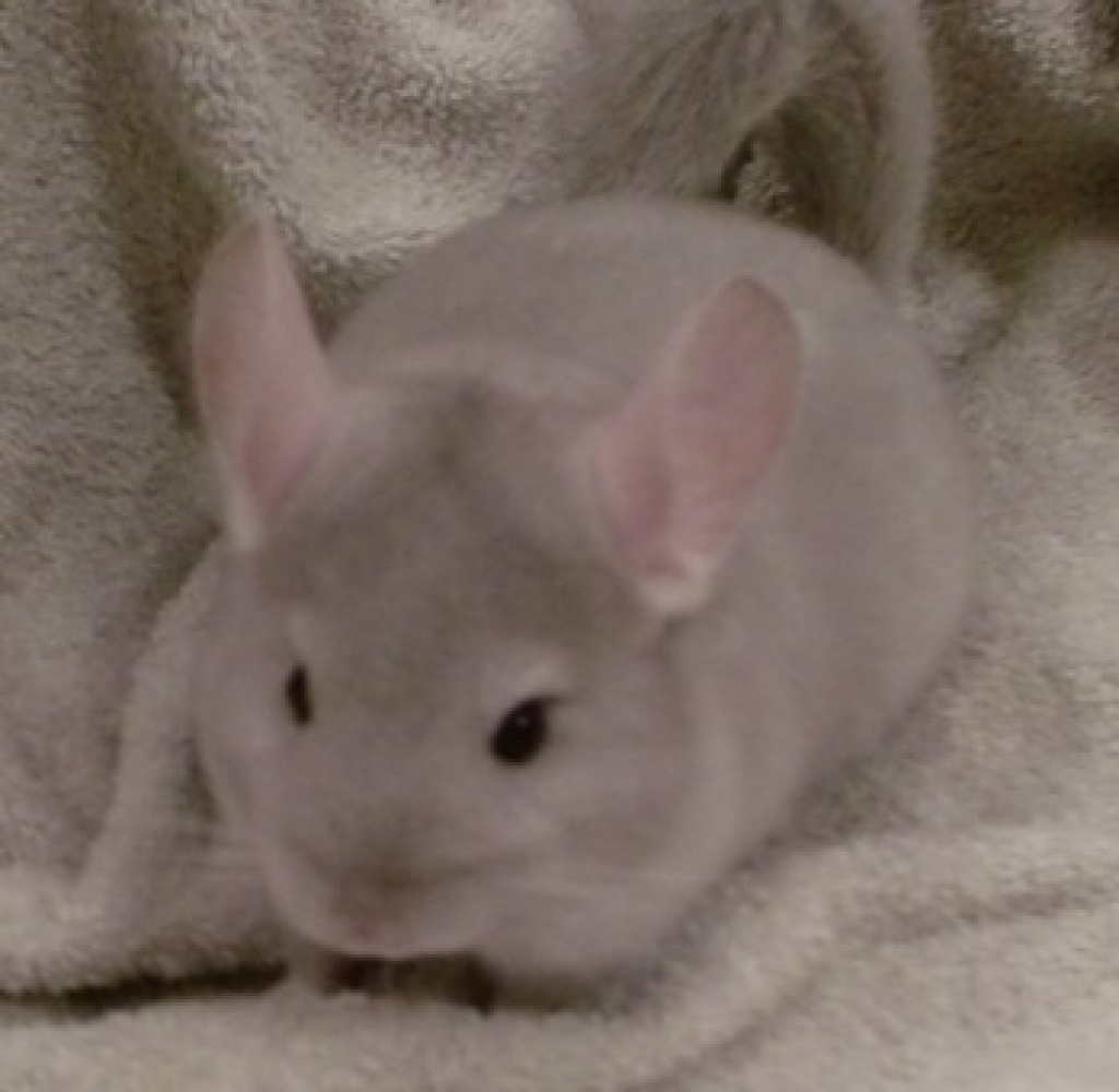 Chinchilla Jungtiere zur Abgabe - Nagetiere - Kerpen