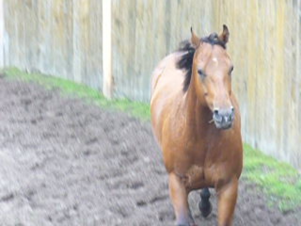 Mobiler WESTERNreitunterricht rund um Göttingen - Reitunterricht - Göttingen