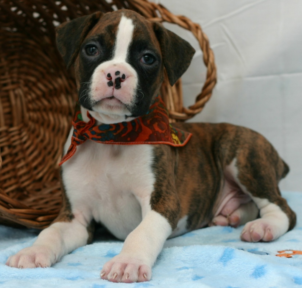 Süsse Boxer Babys - Hunde - Stuttgart