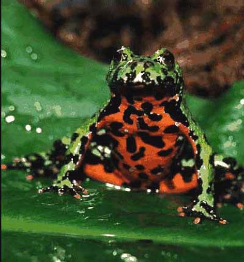 Bombina﻿ orientalis - Amphibien - Grebenstein