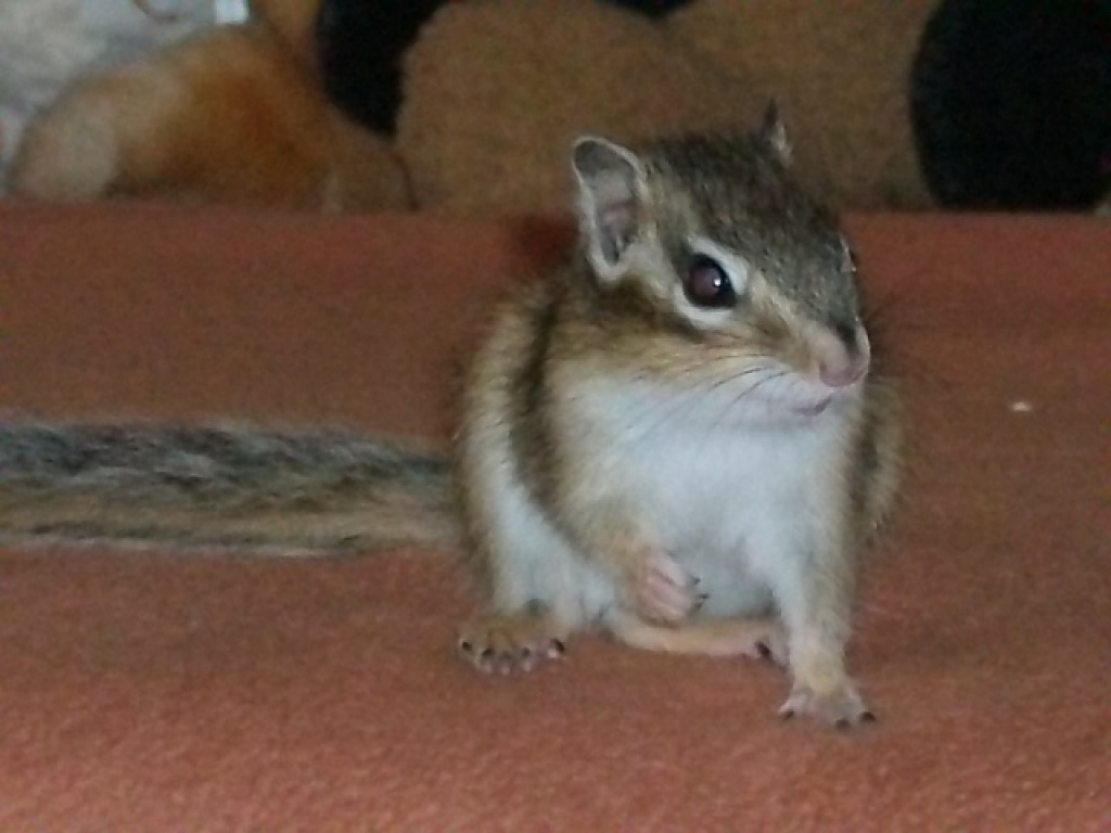 Suche männl. Streifenhörnchen nur zur Zucht - Nagetiere - Boizenburg