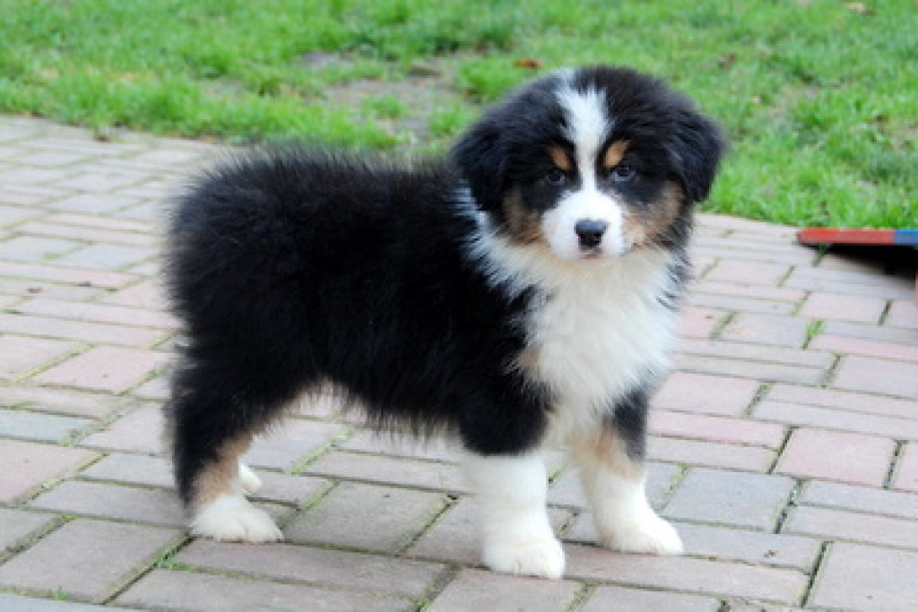 Schöne Australian Shepherd Welpen - Hunde - Parchim