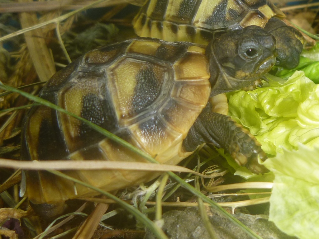 Griechische Landschildkröten - Reptilien - Weiher