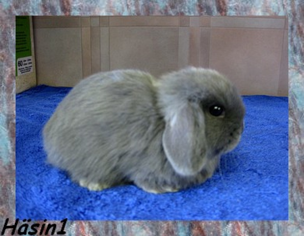 Süßer Nachwuchs - Nagetiere - Westoverledingen