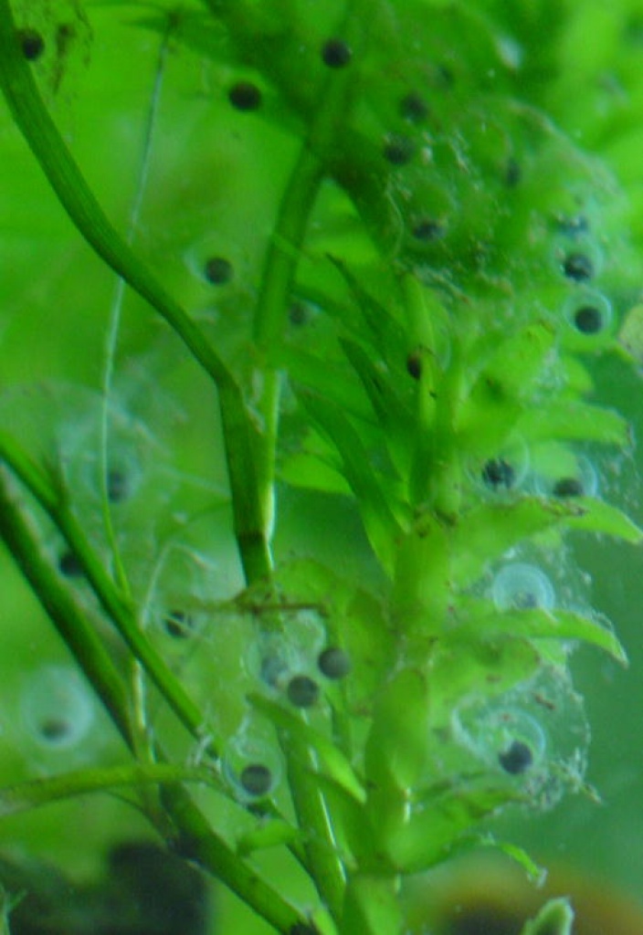 Suche Eier & Larven von Axolotl / Molchen & Salamander  Mit Versand - Amphibien - Einbeck