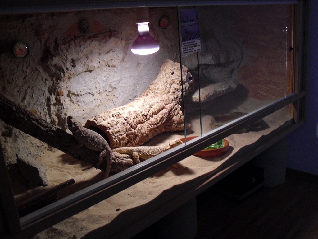 Bartagamen + Terrarium - Reptilien - Viereth Trunstadt