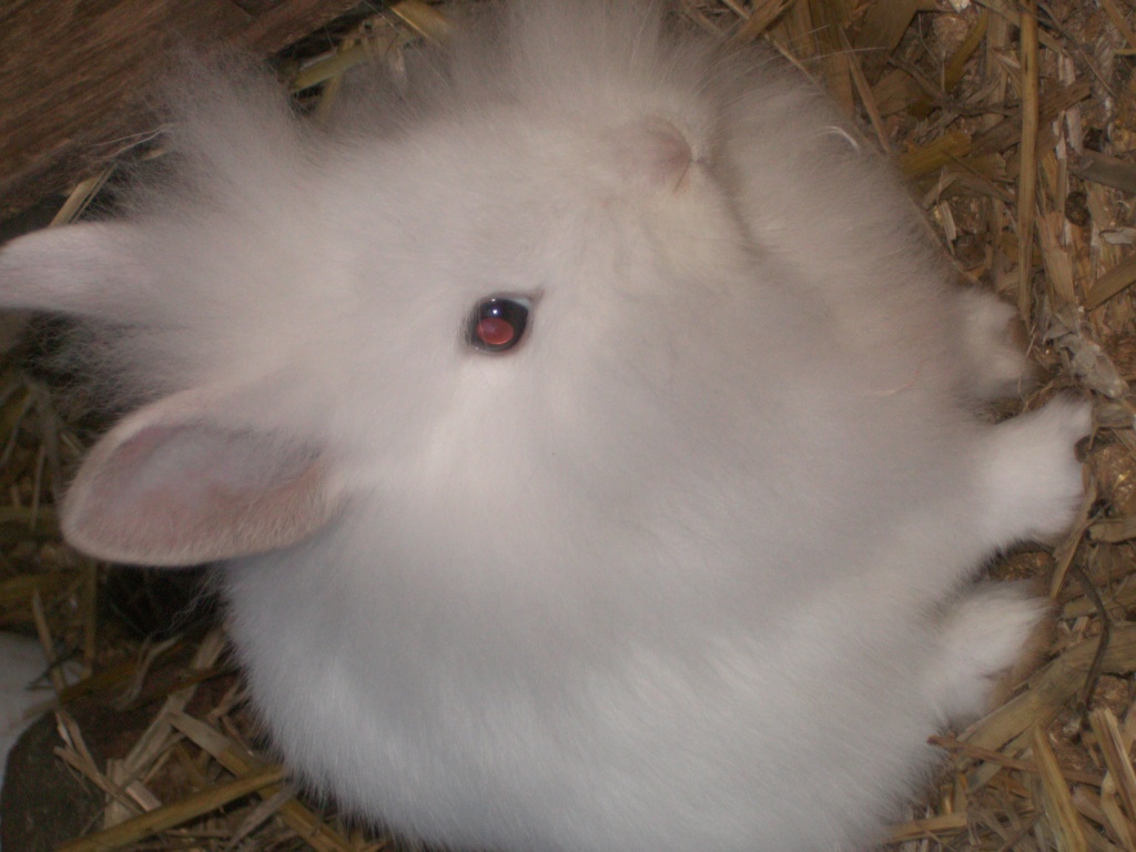 Kleines Löwenköpfchenmännchen sucht ein neues Zuhause - Nagetiere - Vaterstetten