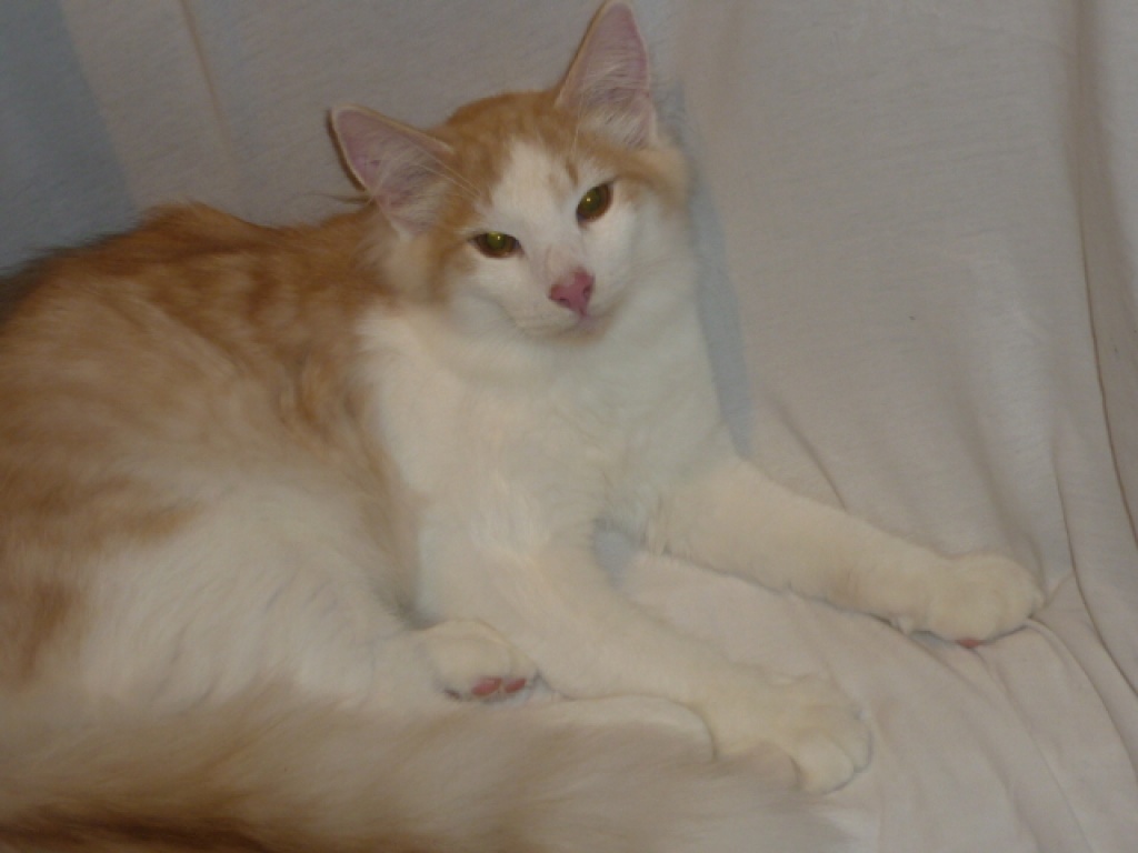 Norwegische Waldkatzen Kater 6 Mo. Reinrassig mit Pap. - Katzen - Straßlach Dingharting