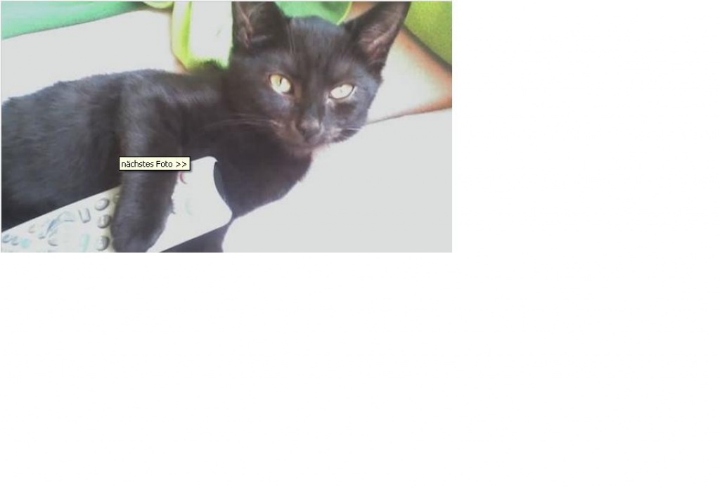 Kastrierter Kater & Zubehör kostenlos abzugeben - Katzen - Rostock