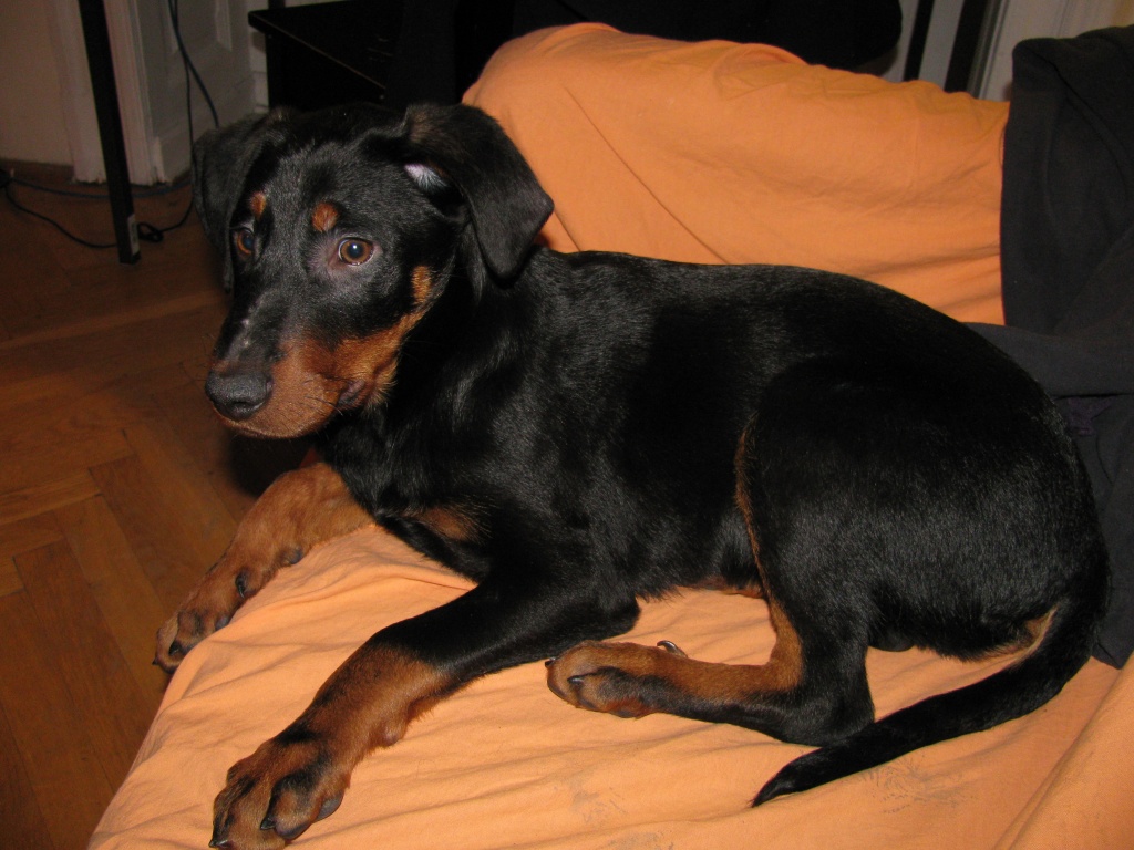 Ungarische Bracke zu verkaufen - Hunde - Rastatt