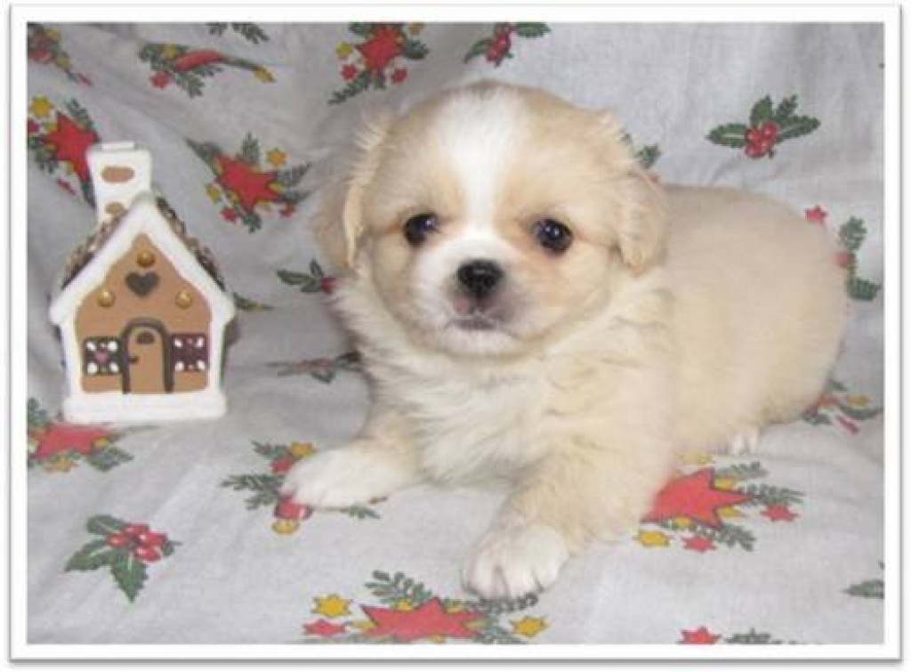 Liebevolle Shih Tzu Pekinesen Mixe - Hunde - Ulrichstein