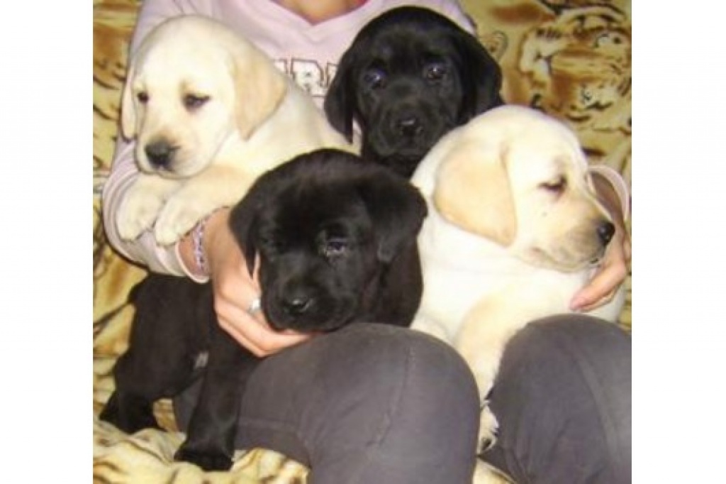 Supersüsser Labradorwelpen - Hunde - Essen