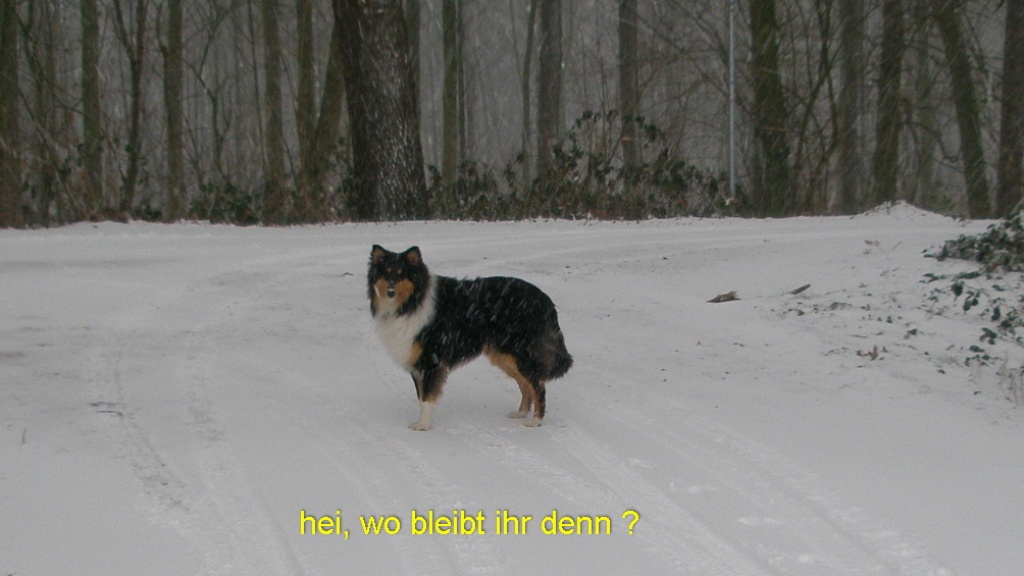 Junger Collie stubenrein Familienhund im Haus 19 Monate - Hunde - Kevelaer