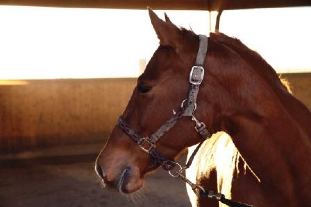 Reitbeteiligung Western - Pferde - Finsing