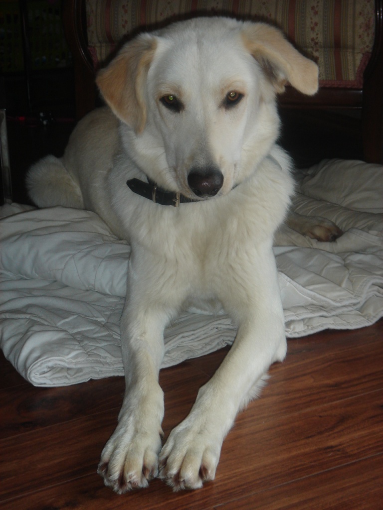 Schmusebärin sucht ... DICH!! - Hunde - Krummhörn